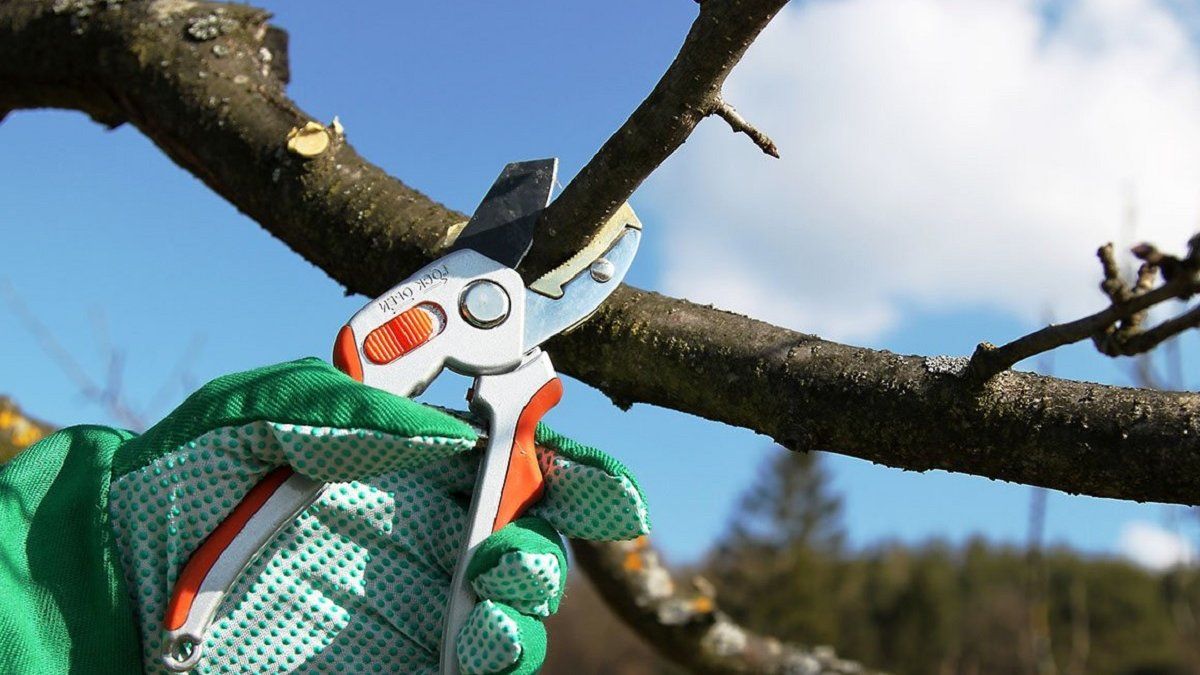 Чи можна обрізати яблуню у вересні Чи можна обрізати яблуню у вересні