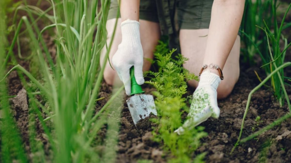 Що варто посадити у вересні Що варто посадити у вересні