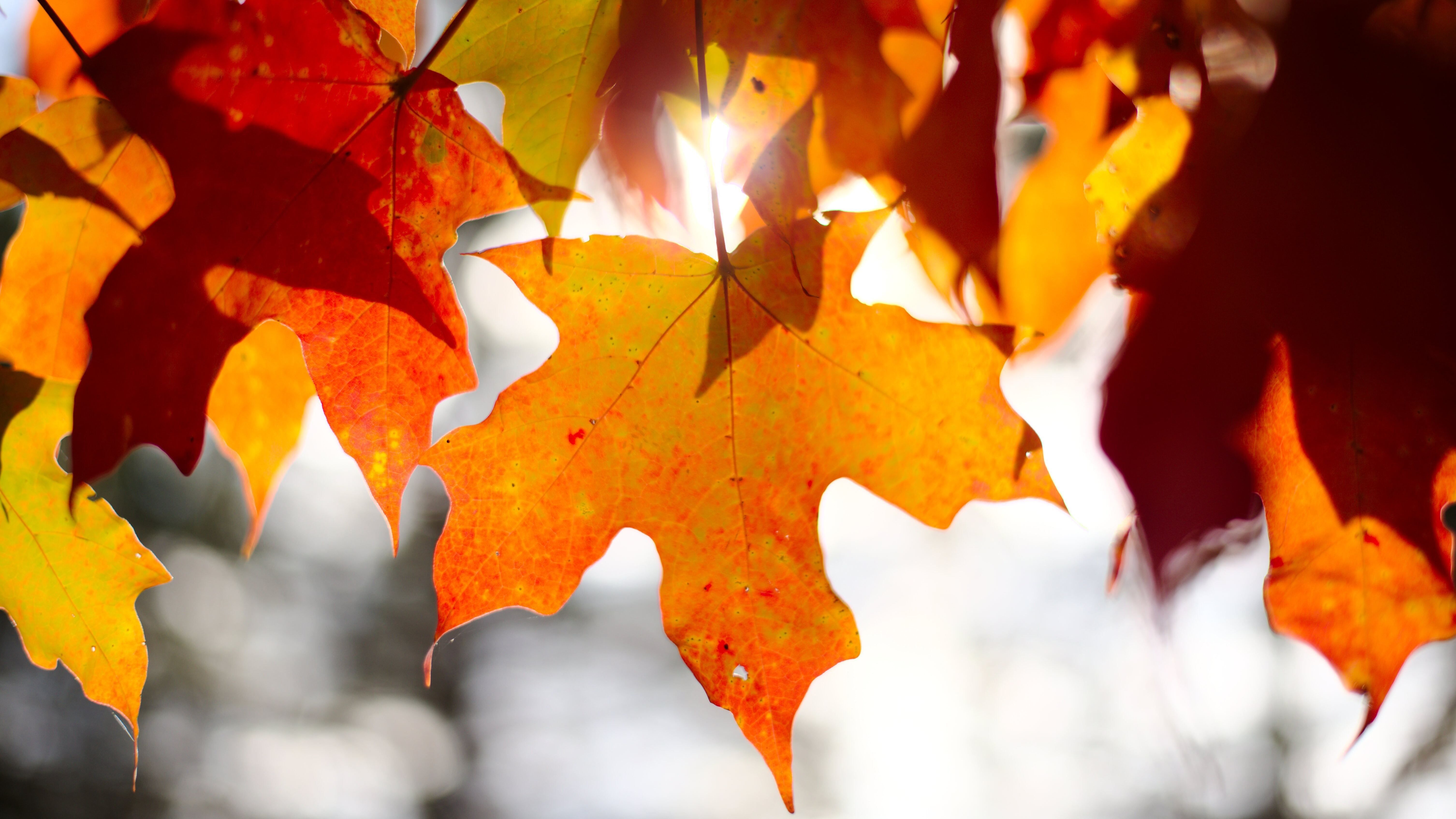 Яке свято 7 вересня Яке свято 7 вересня