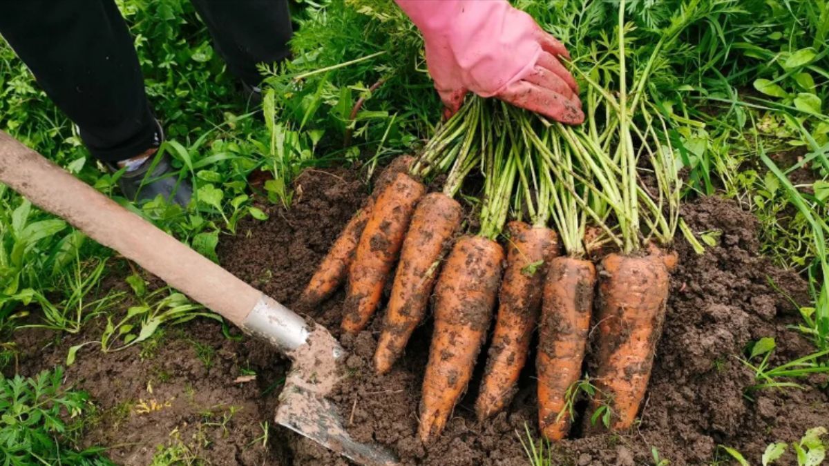 Коли викопувати моркву в 2023 році