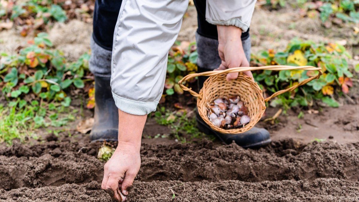 Где нельзя сажать озимый чеснок Где нельзя сажать озимый чеснок