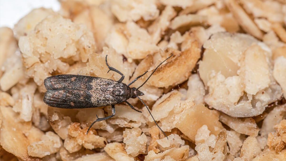 Як позбутися харчової молі Як позбутися харчової молі