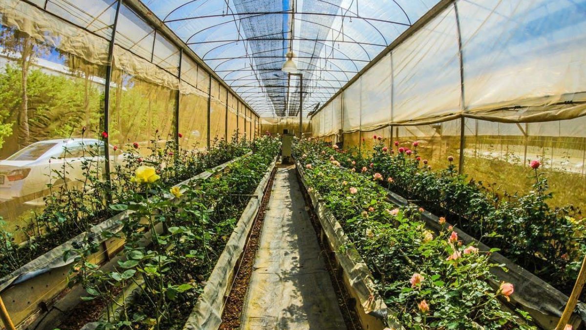 Для чого у вересні класти в теплицю цеглу Для чого у вересні класти в теплицю цеглу