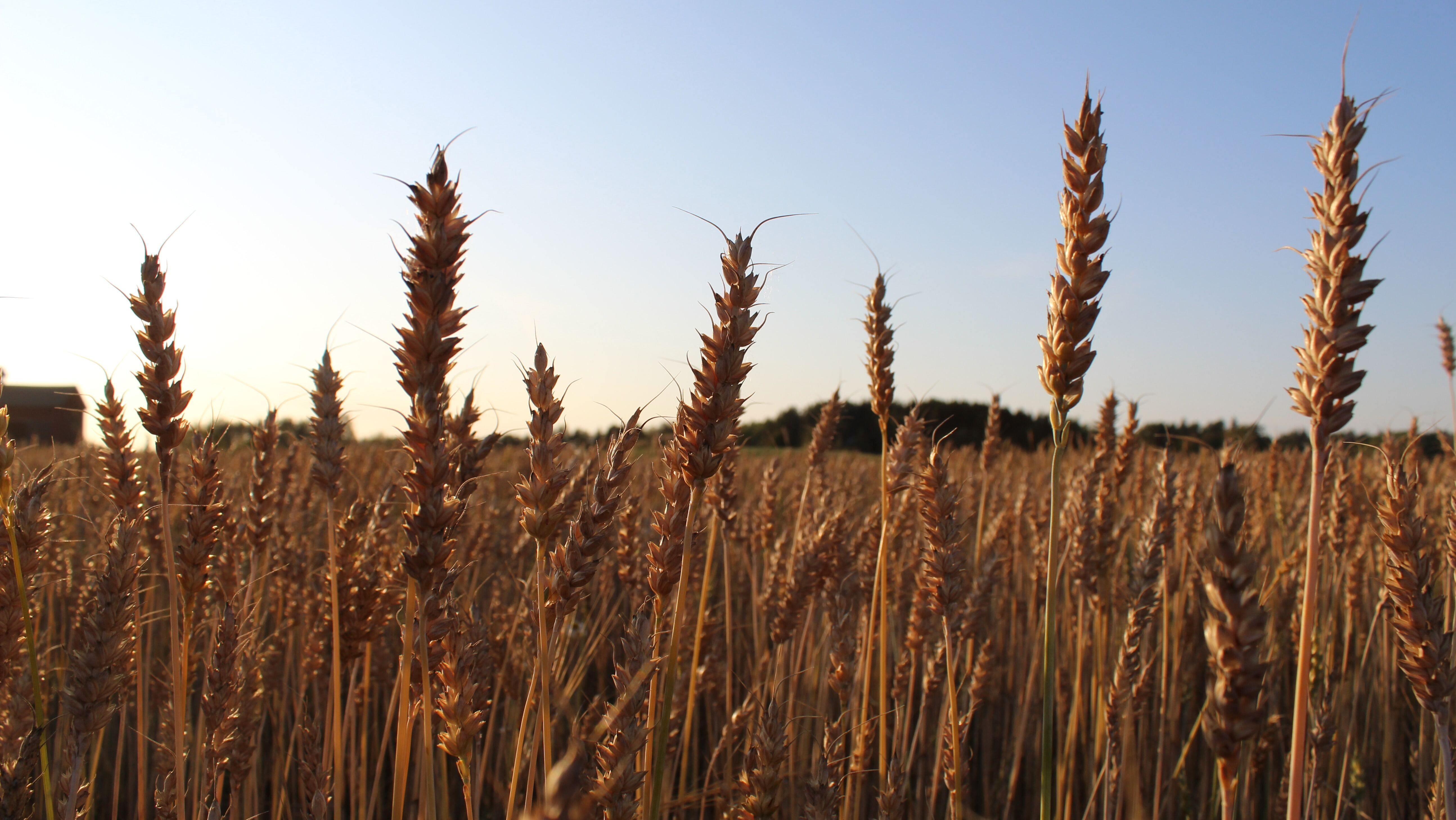 Какой праздник 11 сентября Какой праздник 11 сентября