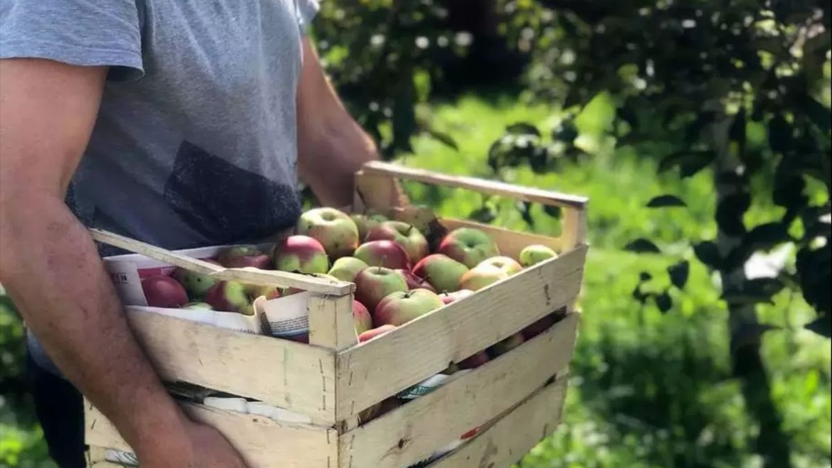 Як правильно збирати яблука 
