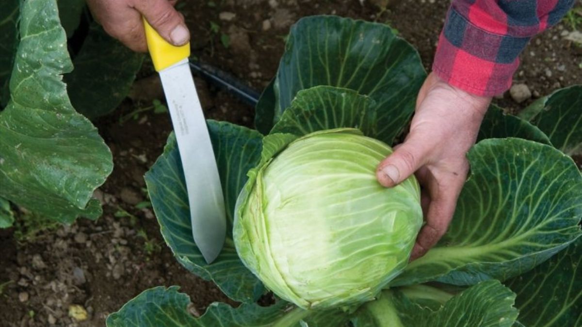 Когда собирать капусту – признаки созревания Когда собирать капусту – признаки созревания