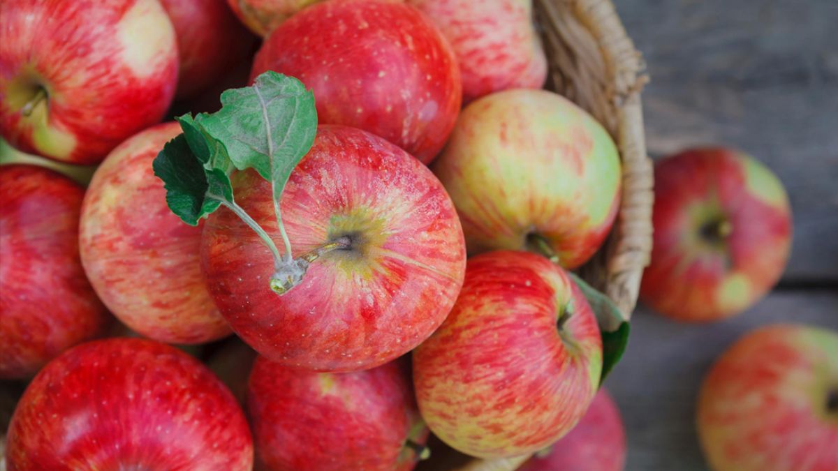 Коли збирати яблука Коли збирати яблука