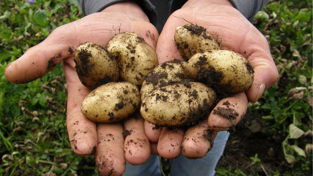 Як правильно зберігати картоплю після збору урожаю