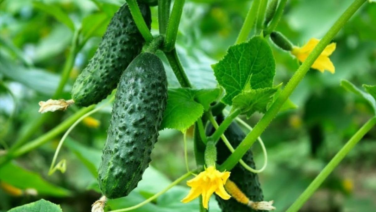 6 самых вкусных ранних сортов огурцов 6 самых вкусных ранних сортов огурцов