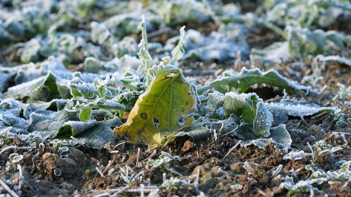 Як передбачити раптові заморозки Як передбачити раптові заморозки