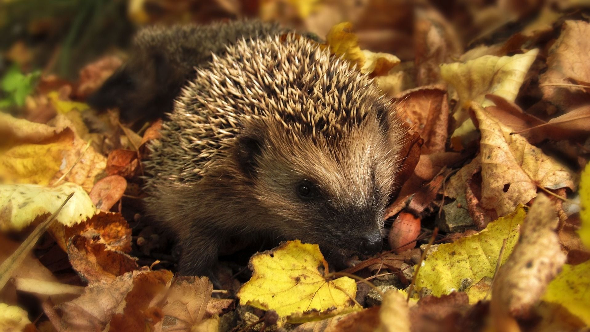 Яке свято 13 вересня Яке свято 13 вересня