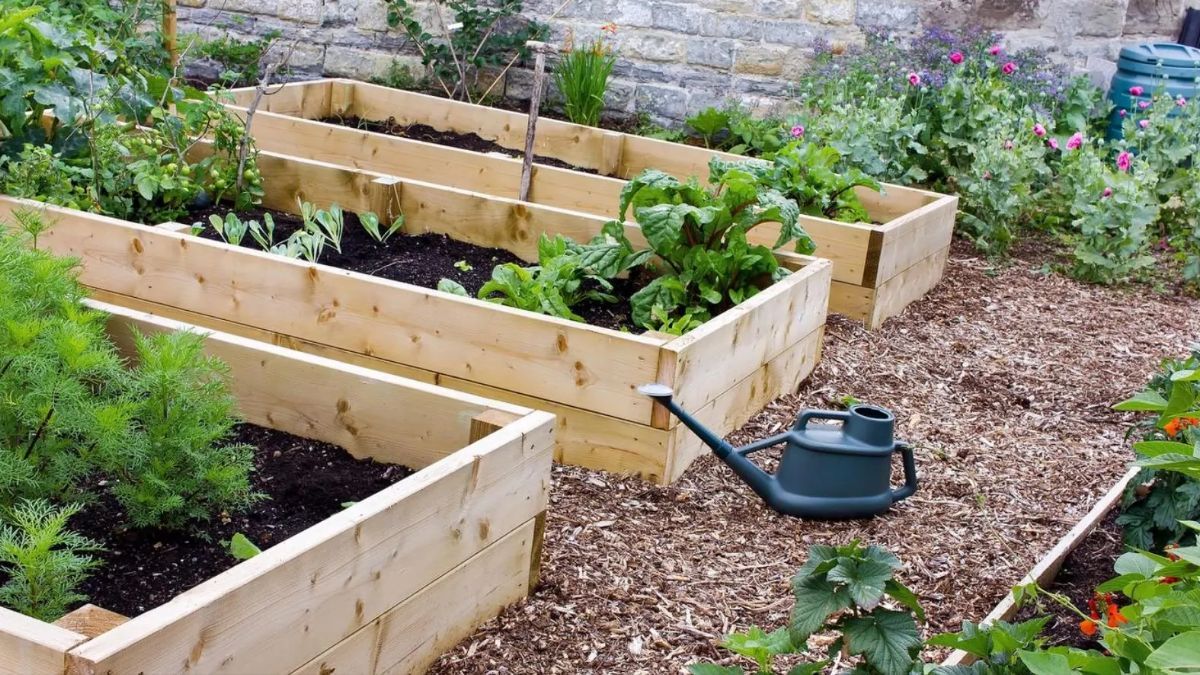 Які рослини можна посадити на зиму Які рослини можна посадити на зиму