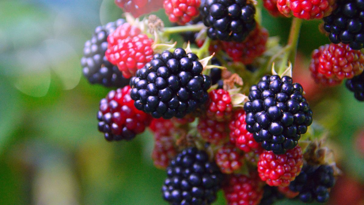 Чем подкормить ежевику Чем подкормить ежевику