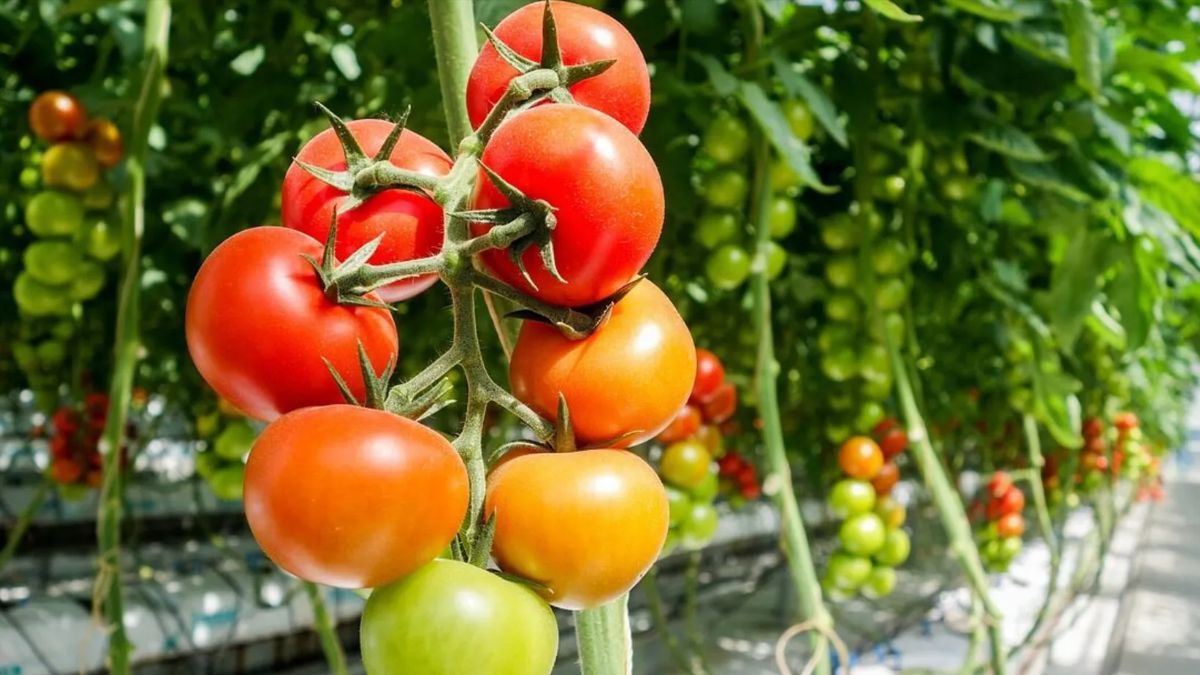 Які рослини відновлять землю після помідорів