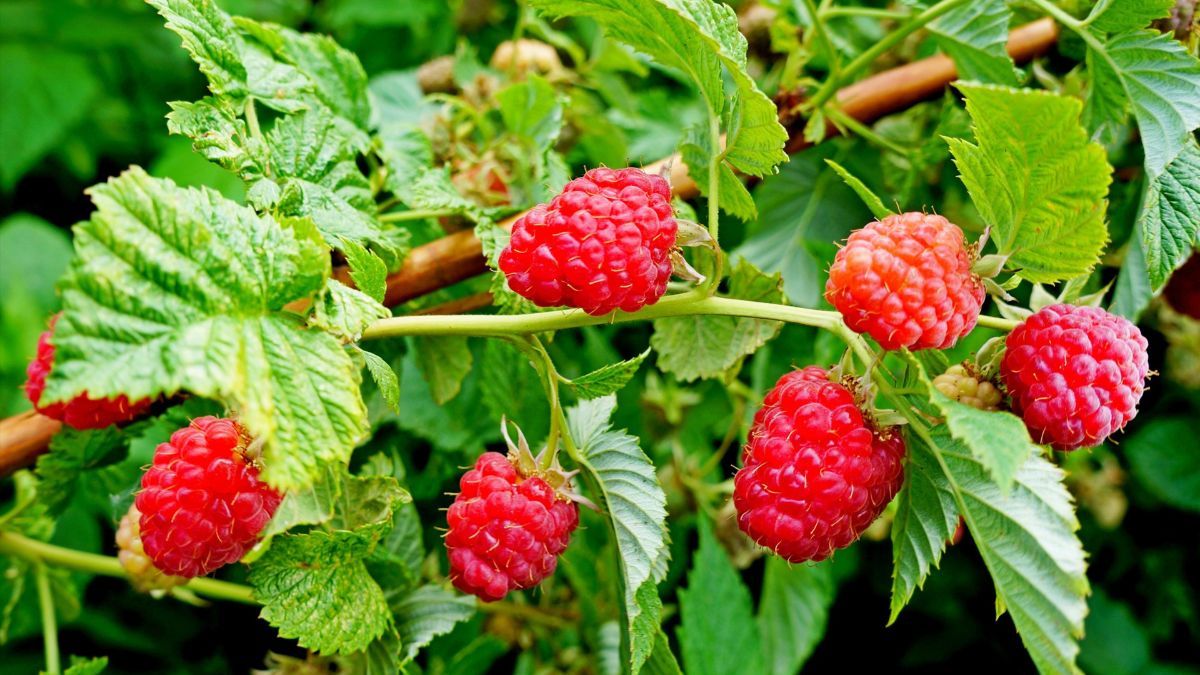 Чим підживити малину восени Чим підживити малину восени