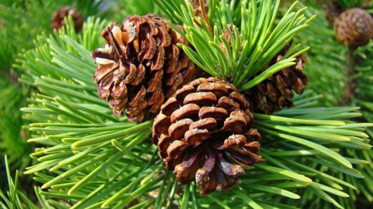 Для чого дачники запасаються шишками Для чого дачники запасаються шишками