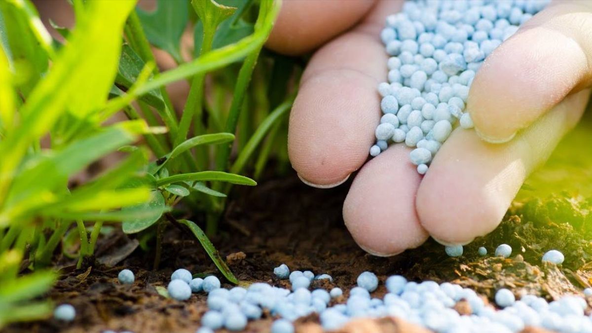 Когда лучше удобрять почву Когда лучше удобрять почву