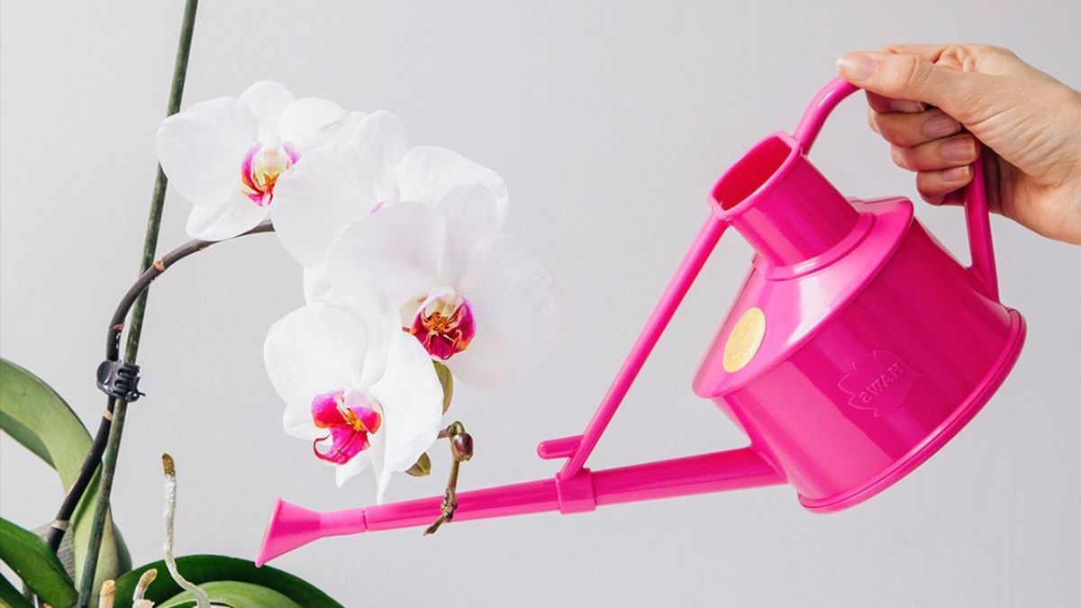 Какой водой поливать орхидеей Какой водой поливать орхидеей