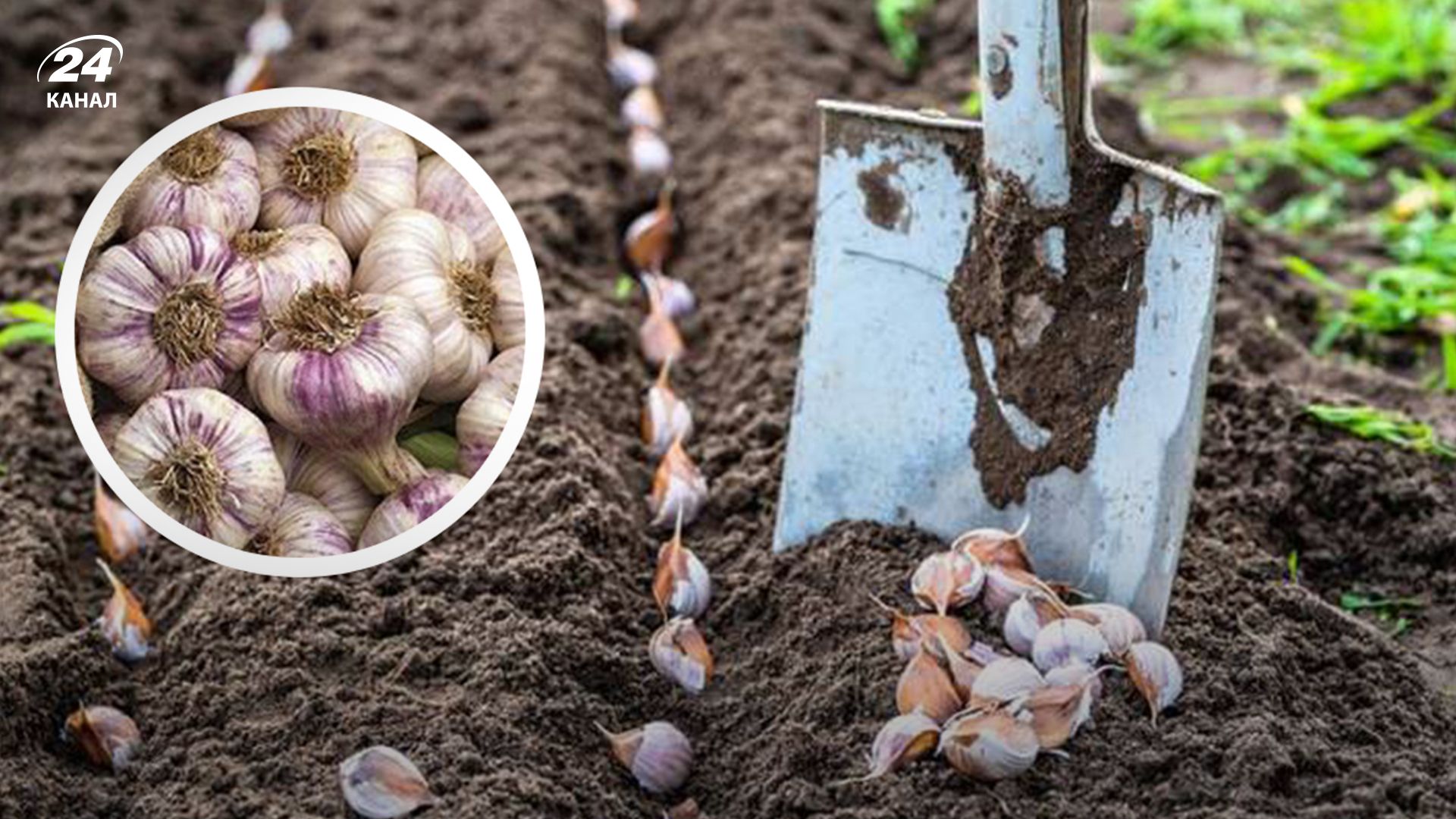 Де не можна садити озимий часник - Lifestyle 24 Де не можна садити озимий часник - Lifestyle 24