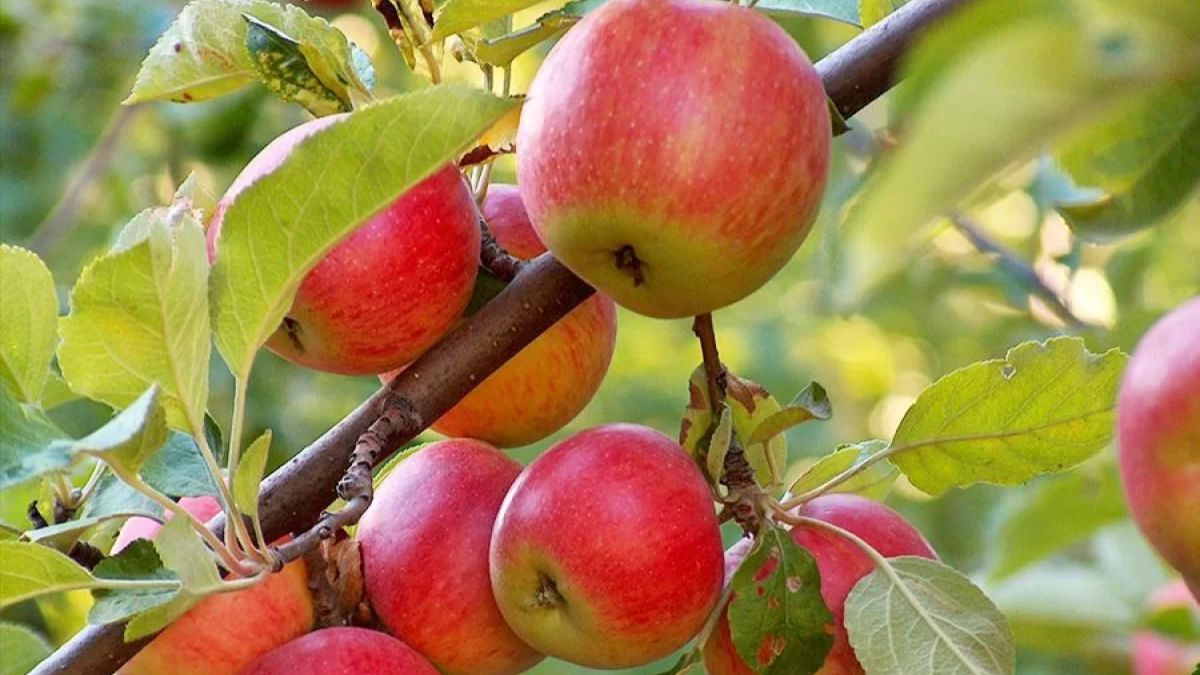 Що треба зробити з яблунями до холодів