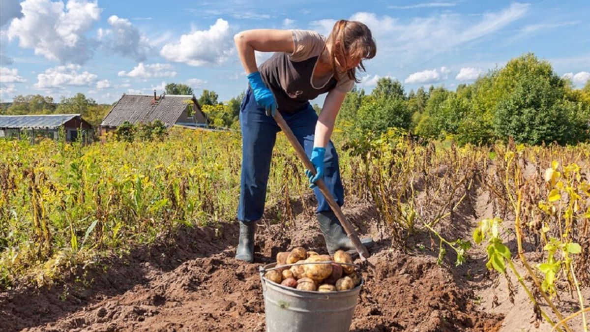 Чи ще не пізно збирати картоплю Чи ще не пізно збирати картоплю