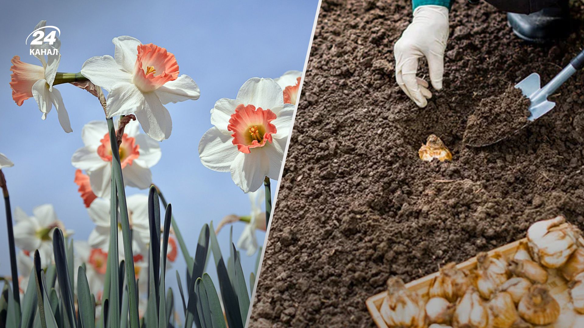 Які квіти посадити восени - Lifestyle 24 Які квіти посадити восени - Lifestyle 24