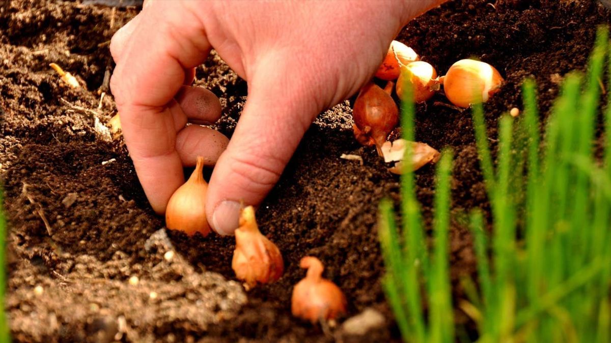 Як правильно посадити цибулю на зиму Як правильно посадити цибулю на зиму