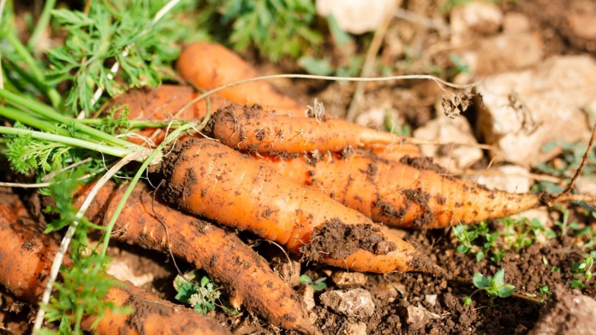 Як зберігати моркву після збору урожаю