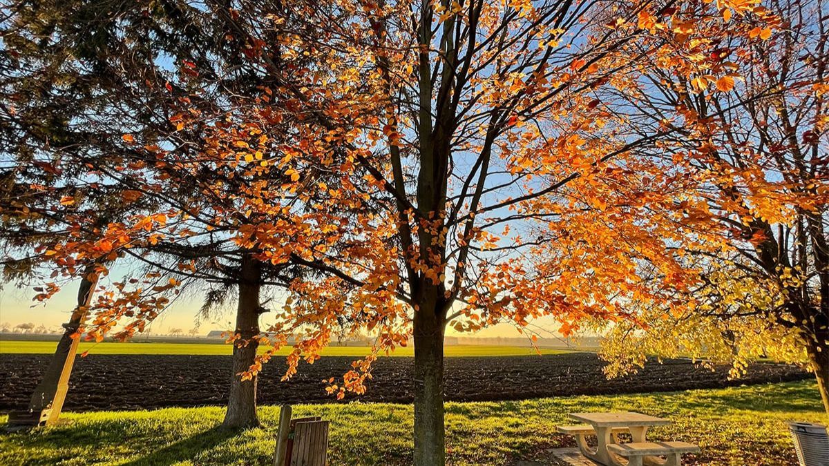 Чим захистити рослини від шкідників восени Чим захистити рослини від шкідників восени