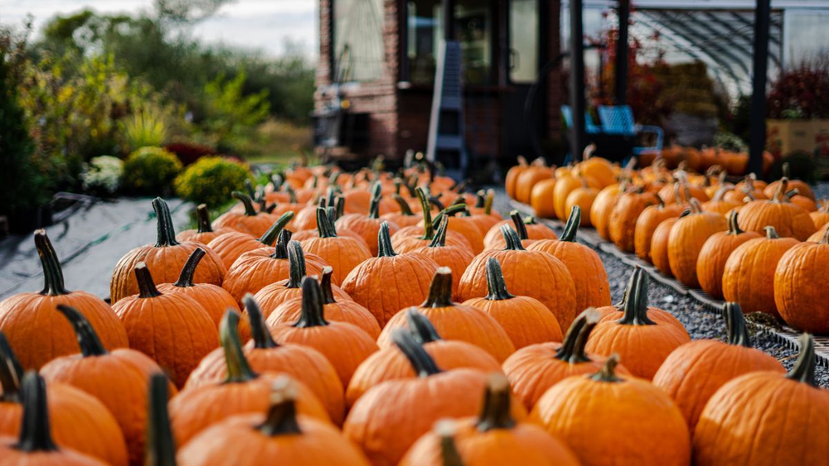 Как сохранить тыквы до весны Как сохранить тыквы до весны