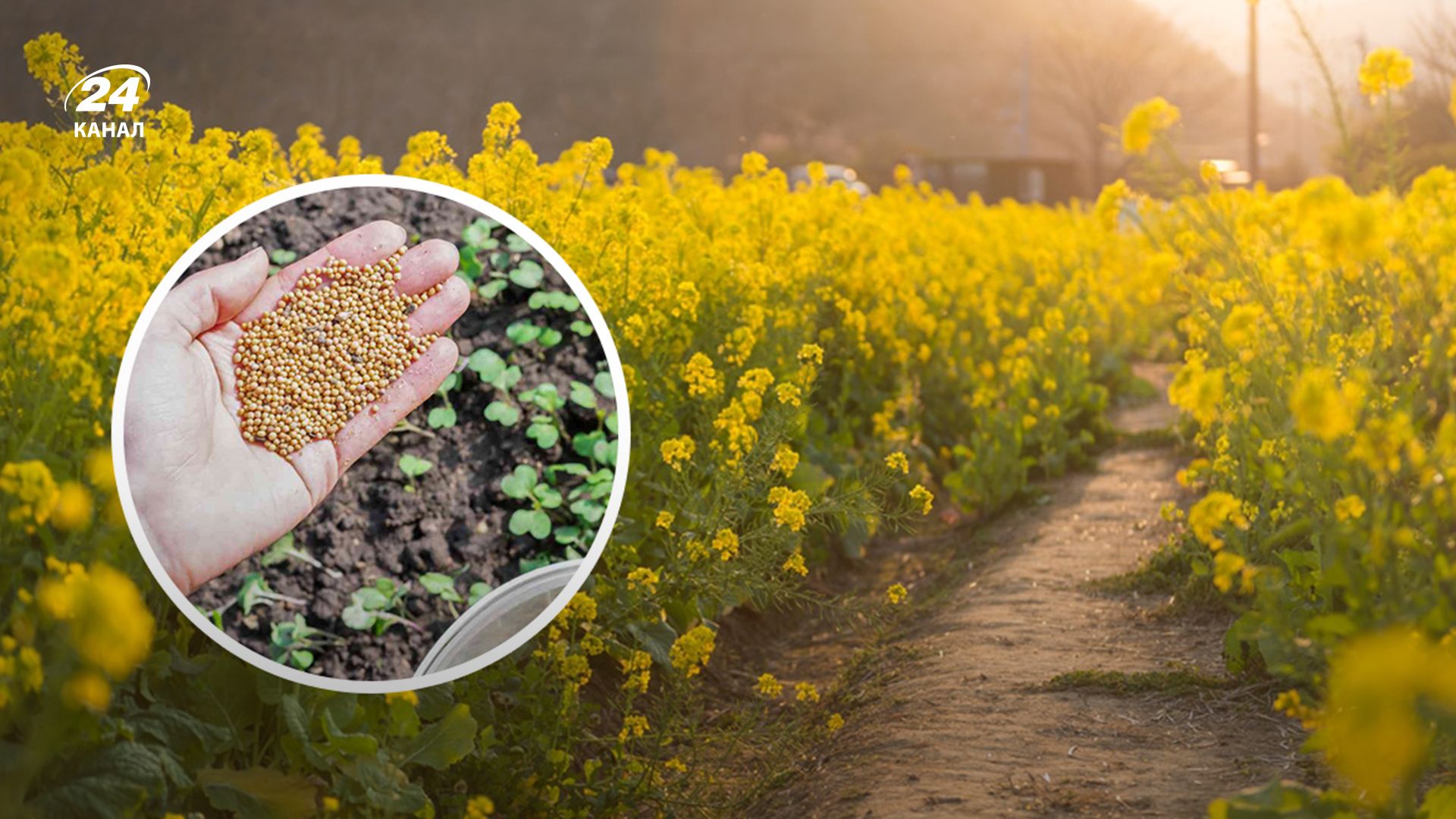 Що посадити на зиму - Lifestyle 24 Що посадити на зиму - Lifestyle 24