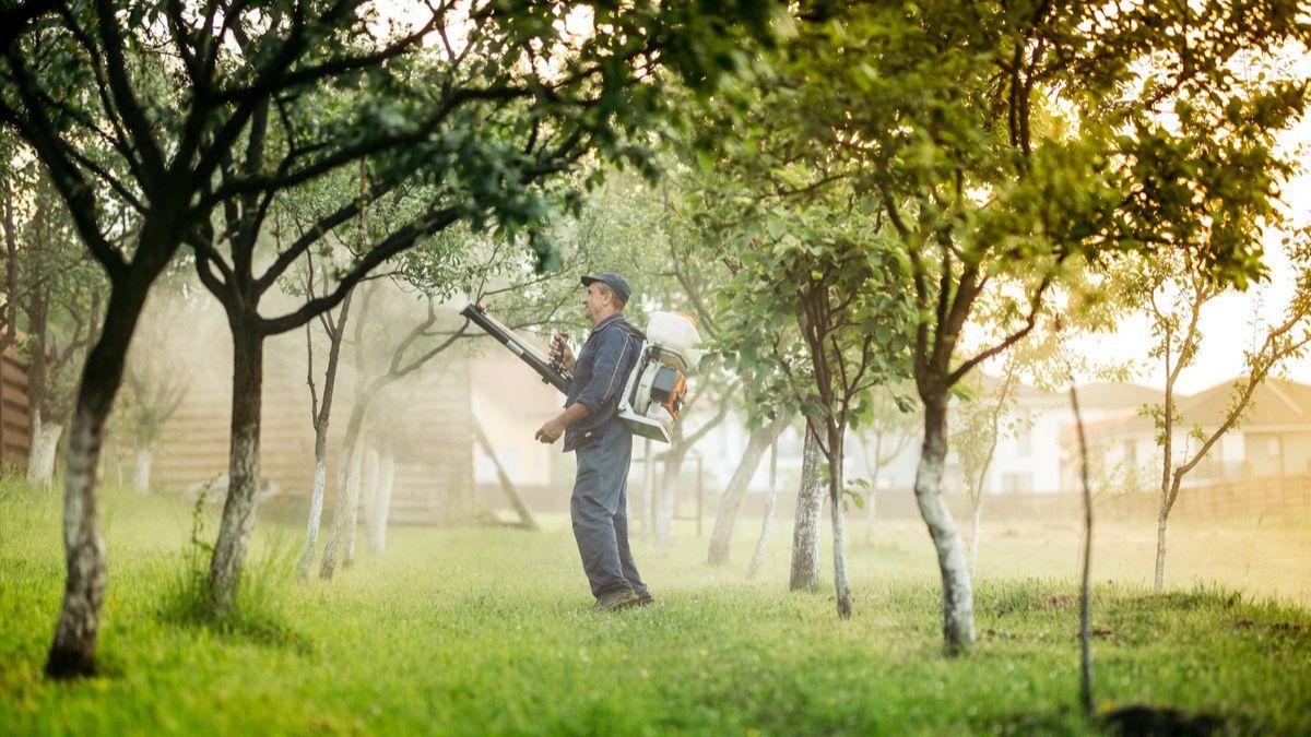 Як обприскувати дерева залізним купоросом Як обприскувати дерева залізним купоросом