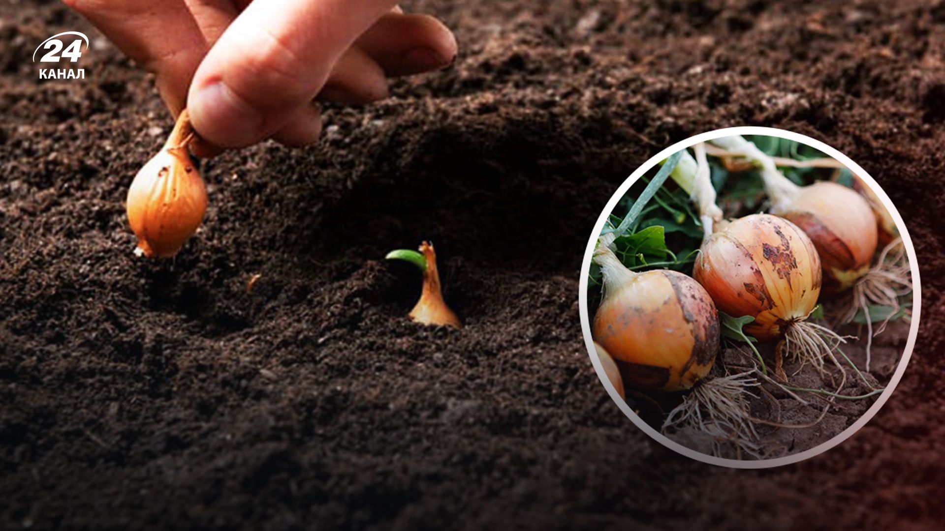 Де не можна садити цибулю - Lifestyle 24 Де не можна садити цибулю - Lifestyle 24