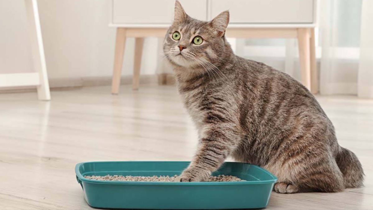 Зачем использовать кошачий наполнитель для растений Зачем использовать кошачий наполнитель для растений