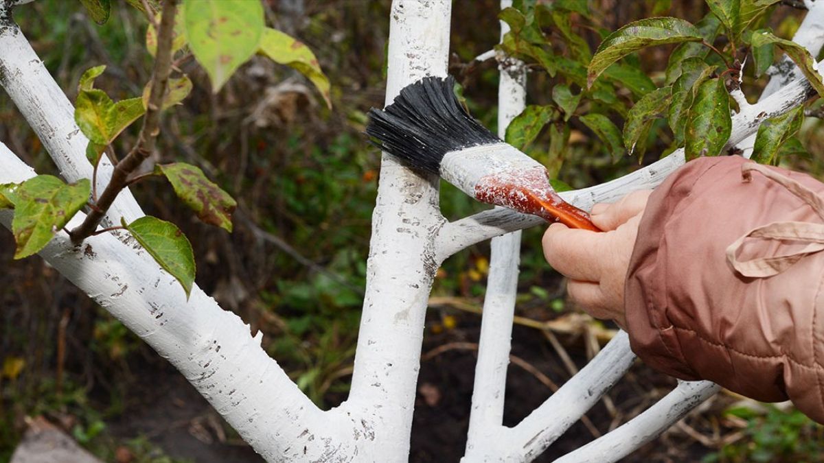 Чим побілити сад осінню Чим побілити сад осінню