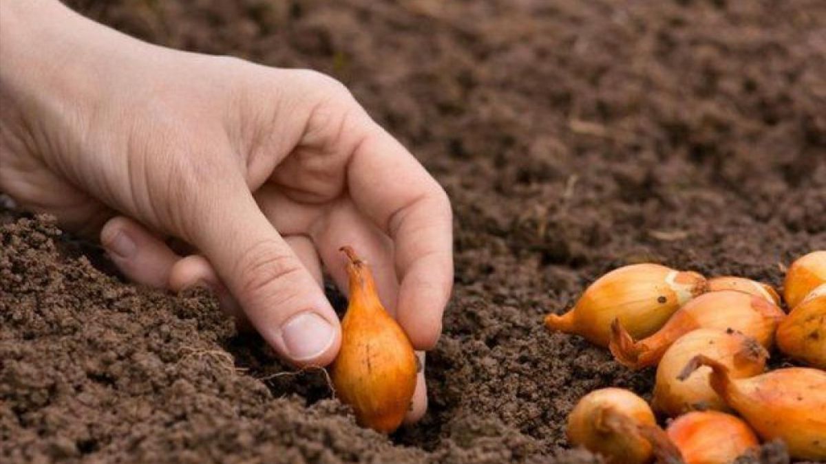 Чим обробити цибулю перед посадкою Чим обробити цибулю перед посадкою