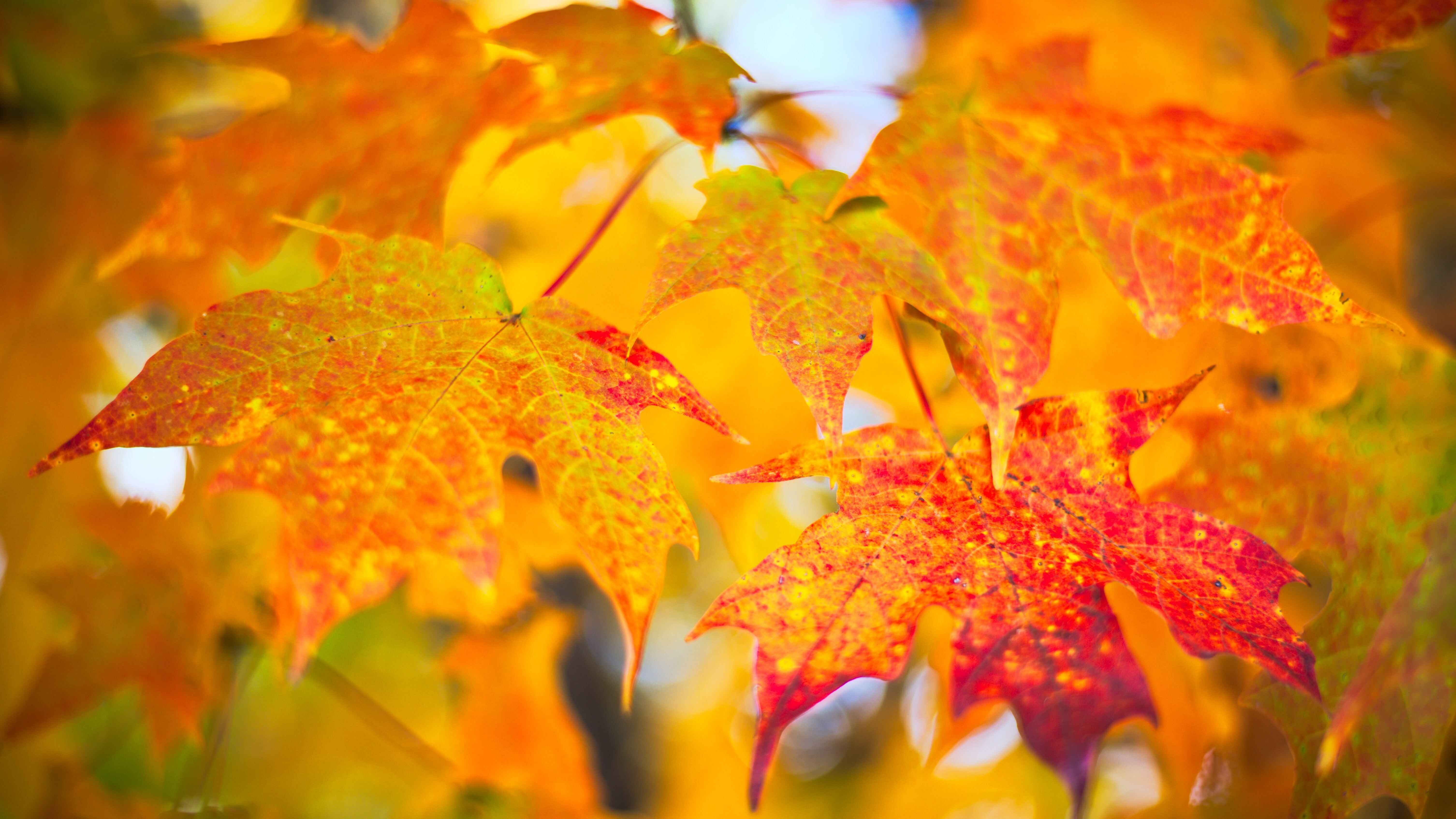 Какой праздник 22 сентября Какой праздник 22 сентября