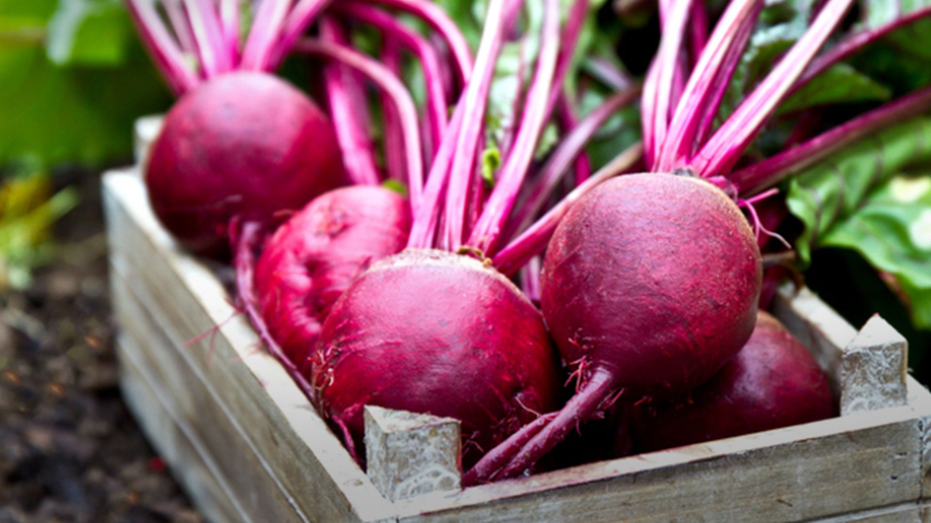 Де і як зберігати буряк - Lifestyle 24 Де і як зберігати буряк - Lifestyle 24