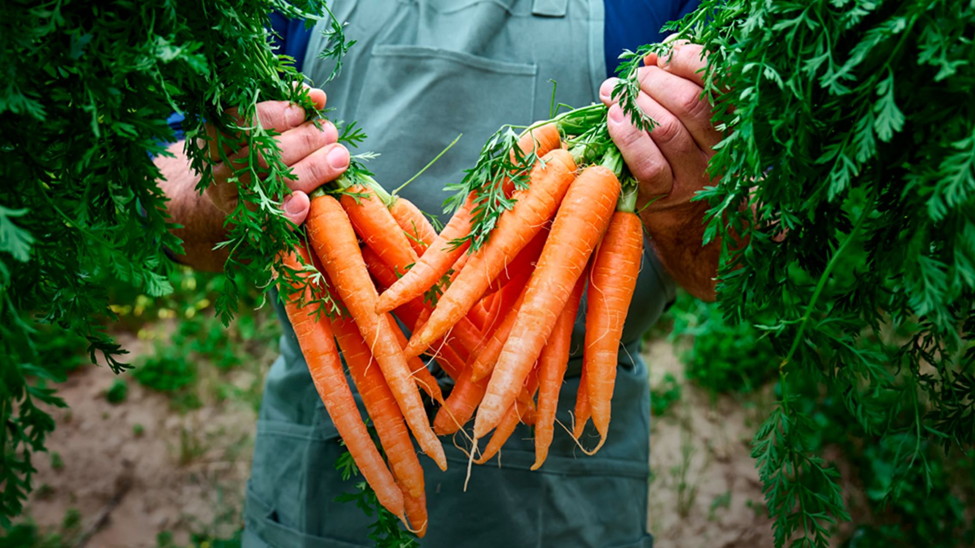 Як зберігати моркву 