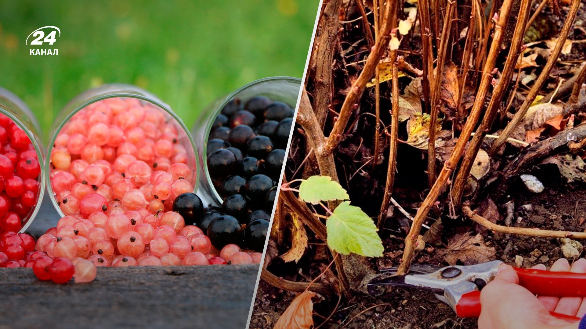 Як правильно обрізати смородину восени - Lifestyle 24 Як правильно обрізати смородину восени - Lifestyle 24