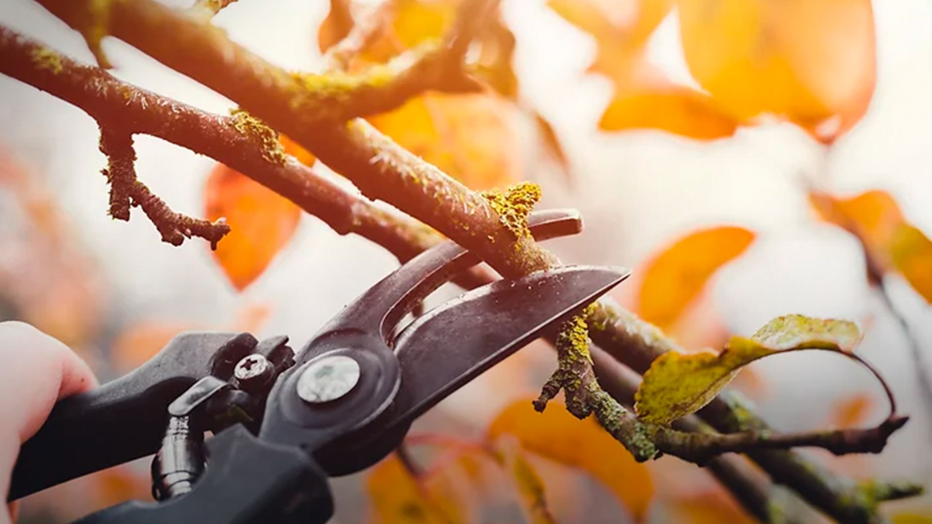 Как обрезать деревья осенью - Lifestyle 24