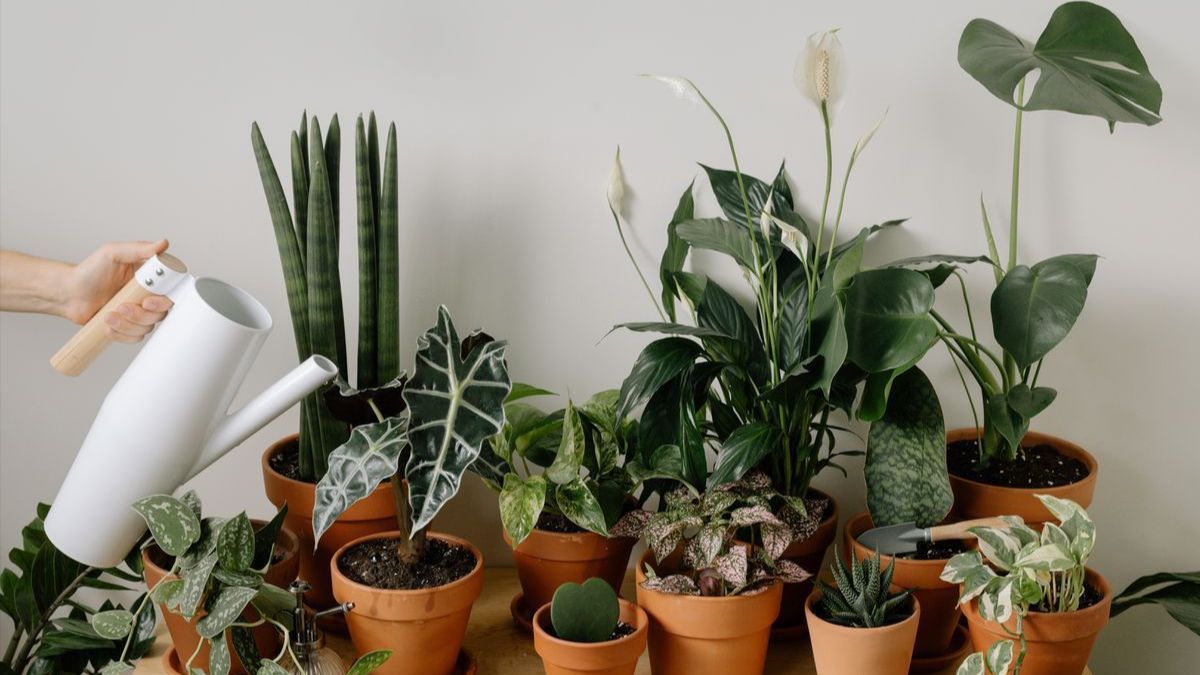 Чем подкормить комнатные растения для цветения Чем подкормить комнатные растения для цветения