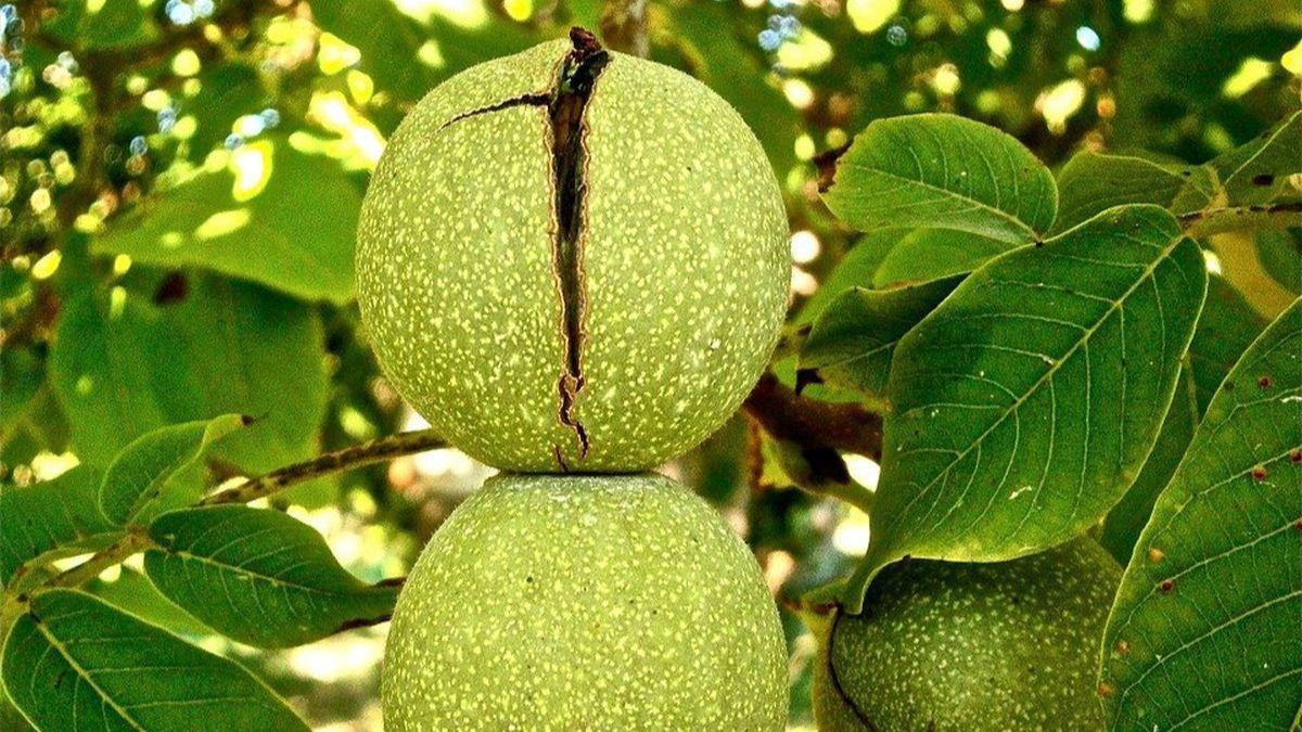 Коли збирати і як правильно зберігати горіхи Коли збирати і як правильно зберігати горіхи