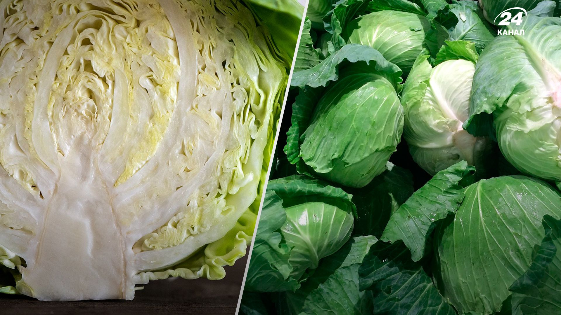 Как хранить капусту на зиму - Lifestyle 24 Как хранить капусту на зиму - Lifestyle 24