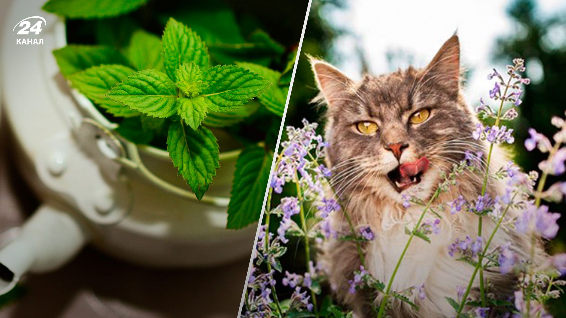 Мята - Lifestyle 24 Мята - Lifestyle 24