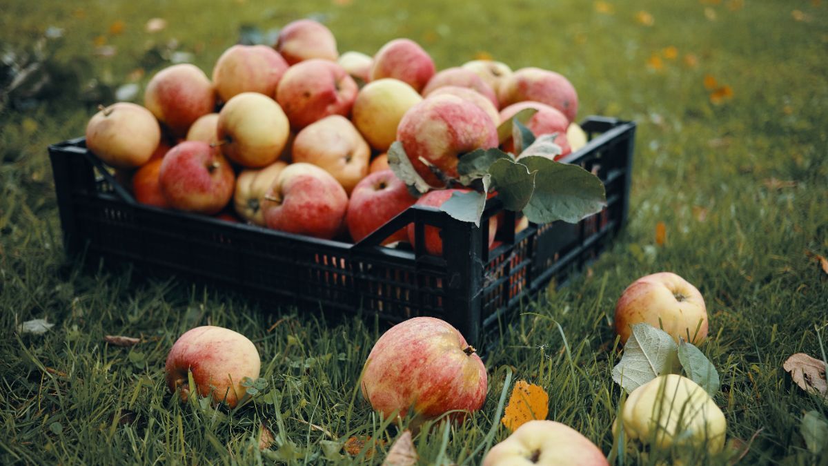 Когда собирать яблоки на зиму Когда собирать яблоки на зиму