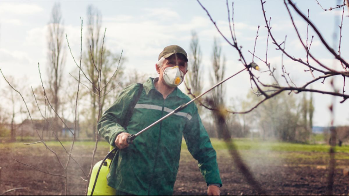 Чем обработать деревья от вредителей до ноября Чем обработать деревья от вредителей до ноября