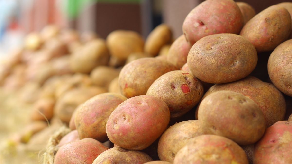 Де зберігати картоплю після збору Де зберігати картоплю після збору