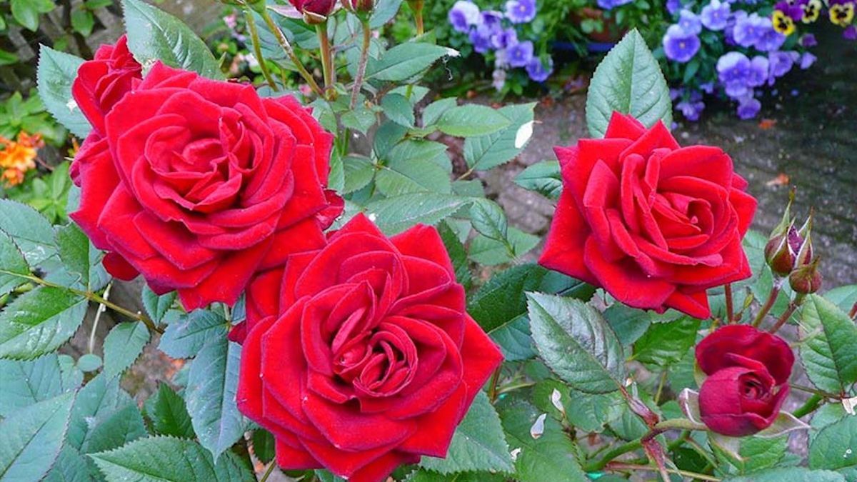 Чем подкормить розы на зиму Чем подкормить розы на зиму