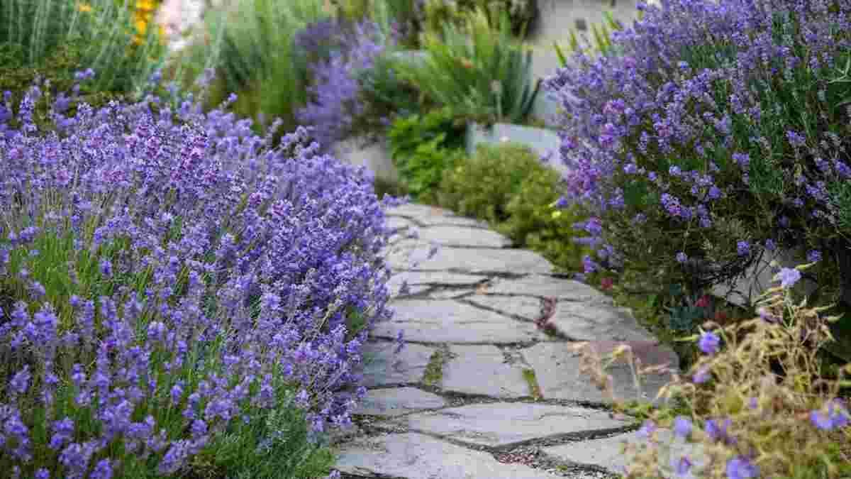 Де посадити лаванду восени Де посадити лаванду восени